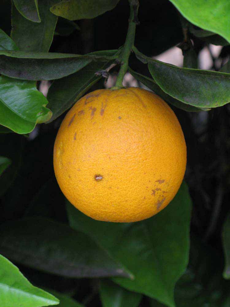            Fruit (Workman, Riverside, CA)   